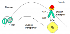 Insulin binds to extracellular alpha subunit of receptor. Transmembrane portion is a kinase, and phosphorylates self by making ATP -> ADP. This starts a kinase cascade, which includes IRS. Phosphorylation of GLUT4 leads to its translocation to the...