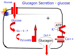 Glucose enters cell, made into pyruvate to make ATP. ATP closes K channel, cell depolarizes, Ca enters, glucagon leaves.