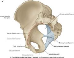 formation of the foramens 

For instance, foramen above sacrospinous ligament is called GREATER sciatic foramen

The foramen b/w the sacrospinous & sacrotuberous ligament is called  LESSER sciactic foramen 

Note how the sacrotuberouss ligam...