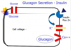 If present, insulin + Zn will bind to separate receptor and keep K channel open, so cell cannot depolarize.