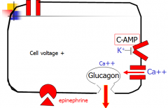 Epi binds to receptor, makes cAMP, cAMP binds to K channel, cell depolarizes, Ca enters, glucagon leaves.