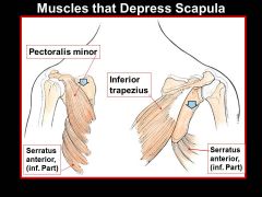 The PECTORAL MINOR, INFERIOR TRAPEZIUS, and SERRATUS ANTERIOR all DEPRESS the scapula. What nerve innervate these?