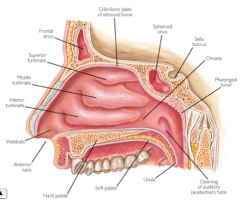 Roof of nasal cavity, on either side of the nasal septum and onto the superior nasal conchae