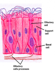 Rest on the basal lamina but do not extend to the surface and form an incomplete layer of cells
