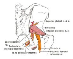 You know it's pudendal nerve b/c 

-it's the most medial thing coming out b/w the piriformis & superior gemellus
-Basically you're looking for a structure that the most medial item from sciatic nerve. 

Then follow structure down in lab to co...