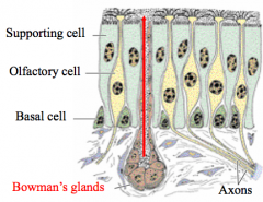 Pseudostratified ciliated columnar with 3 types of cells:
a. olfactory
b. supporting 
c. basal