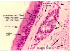 - It changes to respiratory epithelium at base of epiglottis, inferior to the vocal cords
- Respiratory epithelium lines air passages down through trachea and primary bronchi