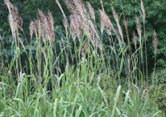 Bent-awn Plume Grass