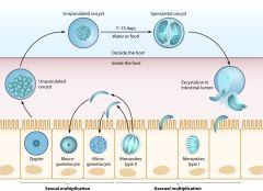 oocyst become sporated in environment