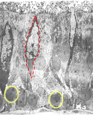 Rest on the basal lamina but do not extend to the lumen, making epithelium pseudostratified
