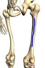 Which muscle attaches to proximal tuberosity of this highlighted region.