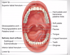 -tongue 
-soft palate 
-tonsils 
-2 fauces on either side (like pillars) 