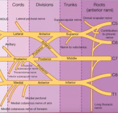 They're all from the CORDS of the Brachial Plexus 


1.  lateral pectoral n => FROM LATERAL CORD.
2. upper and lower subscapular n., thoracodorsal n => FROM POSTERIOR CORD
3.  medial pectoral n., medial cutaneous to the arm and forearm (brachial a...
