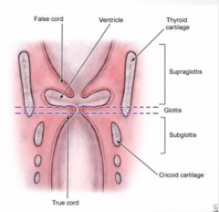 Divide into 3 parts: 
-supraglottis is above the level of true vocal cord
-glottis is on the level of the true vocal cord
-subglottis is on the level before the true vocal cord 