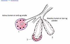 Acinær: Lumen er små og smalle

Alveonlær: Lumen er stor og udvidet