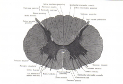 The horns of the grey matter through the entire lenght of the spinal cord form the columns. 


-Cornu anterius through the entire lenght of medulla spinalis forms columna anterior 


-Cornulaterale is present only from the 8th cervical to the 2nd ...