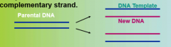 Watson and Crick showed that the two strands of the parental molecule separate, and each functions as a template for synthesis of a new complementary strand