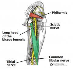 COMMON TIBIAL & FIBULAR NERVE 
This makes sense it just divides into the region it innervates. 

Sticky 'i' keyboard so might me missing i's from now on