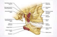 inferior alveolar nerve (V3 branch) enters the mandible, travels through the bone and emerges through the mental foramen to become the mental nerve (which supplies the lower lip) 