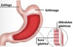 Nas glândulas gástricas que existem nas paredes do estômago.