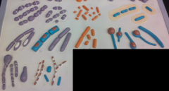 Lab 3:

Be able to identify these various shapes and structures of bacteria, in the model and/or on a microscope: