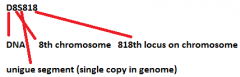 FGA: 3rd intron on alpha fibrinogen gene
TH01: located in the 1st intron of gene for tyrosine hydroxylase
CSF1PO: 6th intron of prot-oncogene c-fms