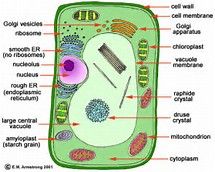 What type of cell is this? 