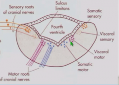 Dorsal horn (somatic and visceral sensory) of spinal cord moves to be lateral
Ventral horn (somatic and visceral motor) of spinal cord moves to be medial