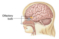 The olfactory bulb is an extension of the forebrain and lies on the underside of the frontal lobe