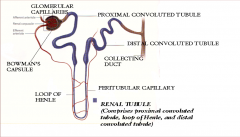 1) Carbonic anhydrase inhibitor - Proximal convoluted tubule
2) Thiazide diuretics - distal convoluted tubules
3) Potassium-sparing diuretics - collecting tubules 
4) Loop diuretics - peritubular capillary