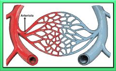 Son 

	
		
		
	
	
		
			
				
					arterias de pequeño calibre cuya función es regular el flujo a los
capilares. La pared de las arteriolas tiene una gran cantidad de fibras musculares
que permiten variar su calibre y, por tanto, ...