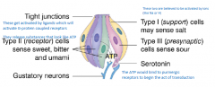 Type 1 (support) cells may sense salt

Believed to be activated by ions

It is a polarized epithelial cell

Sweet and umami involves T1R receptors 