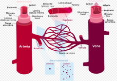 Se compone de una serie de vasos por los que fluye la sangre en el orden que sigue:
arterias, arteriolas, capilares (único lugar de intercambio), vénulas y venas que transportan
sangre del corazón a los tejidos y a la inversa.