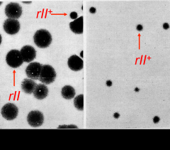 Il y a deux gènes rII.

rII+ (sauvage):
- Produit de petites plages de lyse sur E. coli B («+»).
- Produit de petites plages de lyse sur E. coli K («+»).

rIIA, rIIB, rIIA ET rIIB:
- Produisent de grandes plages de lyse sur E. coli B («r» =...