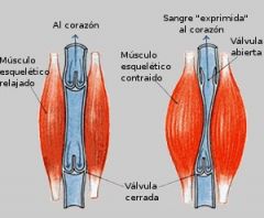 Es un mecanismo que ayuda al retorno sanguíneo al corazón, pues 

	
		
		
	
	
		
			
				
					cuando se contraen los músculos
de las piernas o del abdomen, las venas de la zona inmediata
se comprimen y la sangre es empujada hacia ...