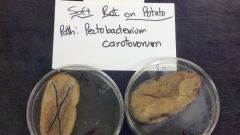 Pectobacterium carotovorum