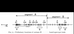 La distance génétique de 8 cM de la région rII explique le taux élevé de recombinaison caractéristique du bactériophage T4.