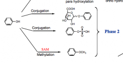 conjugation with sugars or sulfur atoms OR methylation (MAKES MORE LIPOPHILIC)