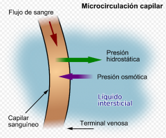 El líquido intersticial o líquido tisular es el líquido contenido en el intersticio, o espacio entre las células. Alrededor de una sexta parte de los tejidos corporales
 corresponden al intersticio, y en promedio una persona adulta tiene 
c...