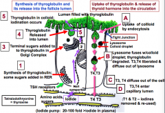 1. Thyroglobulin
-made from a.a, sugars, and eventually iodide


3. Lumen


4. Iodination


5. Endocytosis


6. Lysosomes