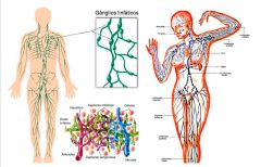 El sistema linfático es la estructura anatómica que transporta la linfa unidireccionalmente hacia el corazón, y es parte del aparato circulatorio. 

	
		
		
	
	
		
			
				
					desempeña un
papel crucial en el mantenimiento de ni...