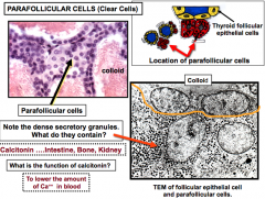 Calcitonin
Acts on intestine, bone, and kidney


Lowers Ca++ in blood