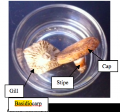 •Basidiocarp-the whole mushroom
•Basidium-club shaped spore bearing structure