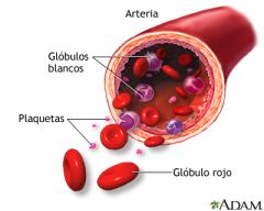 Líquido que recorre los vasos sanguíneos. Se compone 

	
		
		
	
	
		
			
				
					aproximadamente de un
55% de plasma (principalmente agua) y de un 45%
de células en suspensión (glóbulos rojos 99%,
glóbulos blancos y plaq...