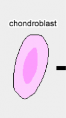 Chondroblast!
- Eksisterer kun i voksent modnet brusk og umodnet brusk (fostre)
- Oval kugleformet ker og basofilt cytoplasma (meget rER)