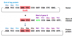 Whenpreparing fusion proteins, the reading frame of the two proteins must match inthe expression vector