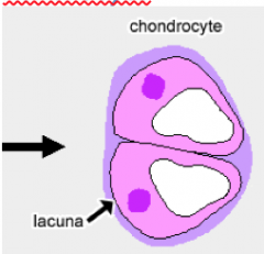 Chondrocyt!
- Modnet og differentieret (kommer fra chondroblast)
- Aflang og sfærisk
- Sfærisk kerne og én eller flere nucleoli.
- Ligger i lakuner (hulrum) som indholder matrix.