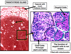 Adipose tissue


1. Chief cells (mainly) = dark and light
-Make parathyroid hormone
-has abundant RER, golgi, and secretory granules


2. Oxyphil cells = eosinophilic and filled with mitochondria