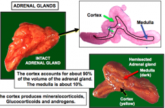 Cortex = 90%


Medulla = 10%


Cortex produces mineralocorticoids, glucocorticoids, and androgens


Medulla produces catecholamines