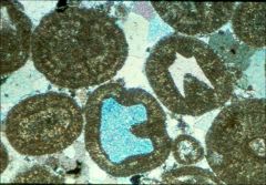 1. Coated grains (Ooids/ooliths) 
2. Chemical or biochemical
3. Intrabasinal